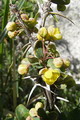 زرشک خوراکی